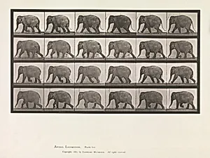 Animal Locomotion. An Electro-Photographic Investigation of Consecutive Phases of Animal Movements. Commenced 1872 - Completed 1885. Volume XI, Wild Animals and Birds by Eadweard Muybridge