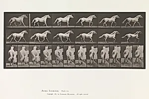 Animal Locomotion. An Electro-Photographic Investigation of Consecutive Phases of Animal Movements. Commenced 1872 - Completed 1885. Volume IX, Horses by Eadweard Muybridge