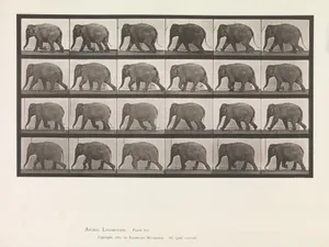 Animal Locomotion. An Electro-Photographic Investigation of Consecutive Phases of Animal Movements. Commenced 1872 - Completed 1885. Volume XI, Wild Animals and Birds