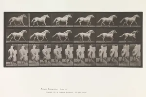 Animal Locomotion. An Electro-Photographic Investigation of Consecutive Phases of Animal Movements. Commenced 1872 - Completed 1885. Volume IX, Horses