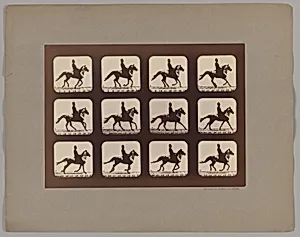 Attitudes of Animals in Motion