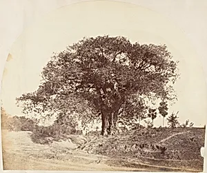 [Banian Tree]