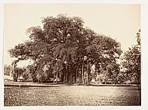 [Banian Tree in Commissioner Grote's Garden, Alipoor, Calcutta] by Unknown