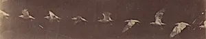 [Bird in Flight]
