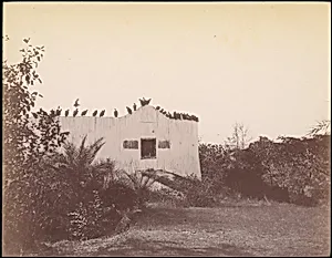 [Birds on Roof of Small Building] by Unknown