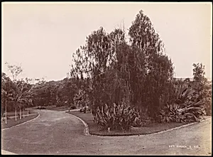 Botanical Garden by Unknown