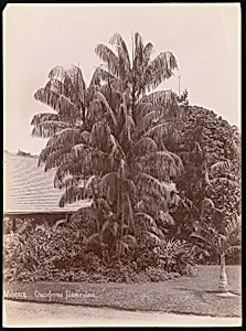 Botanical Garden by Unknown