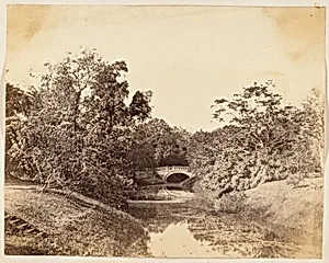 [Botanical Gardens, Calcutta] by Unknown