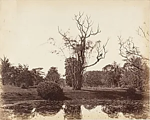 [Botanical Gardens, Calcutta] by Captain R. B. Hill