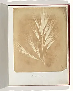 Bromus Maximus, Genoa by William Henry Fox Talbot