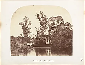 [Casuarina Trees, Botanic Gardens, Calcutta] by Unknown