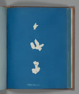 Codium adhærenus