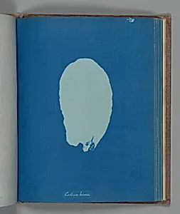 Codium bursa by Anna Atkins