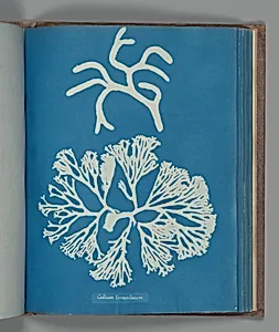 Codium tomentosum by Anna Atkins