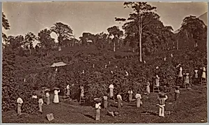 Coffee Harvesting, Las Nubes-Guatemala