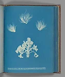 Confera arcta - the three upper specimens in the young state by Anna Atkins