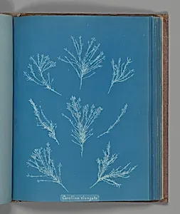 Corallina elongata