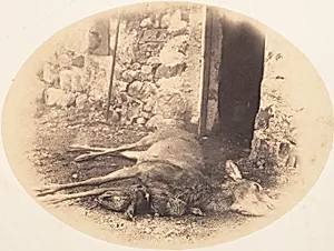 [Dead Female Deer and Game Bird] by Horatio Ross