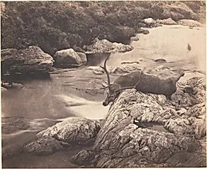 [Dead Stag]