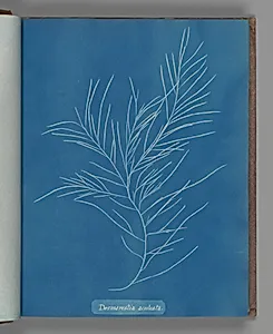 Desmarestia aculeata by Anna Atkins