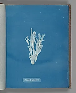 Dictyota atomaria
