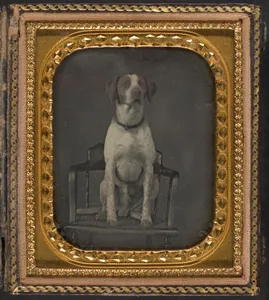 [Dog Posing for Portrait in Photographer's Studio Chair]