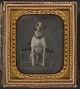 [Dog Posing for Portrait in Photographer's Studio Chair] by Rufus Anson