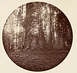 Empire State. C. Grove