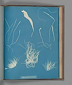 Enteromorpha compressa
