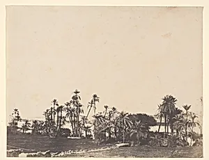 Etude de Palmiers, Bords du Nil, Kalabschi