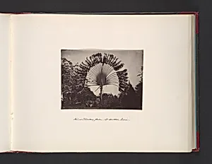 Fan or Traveler Palm of Southern India by John Thomson