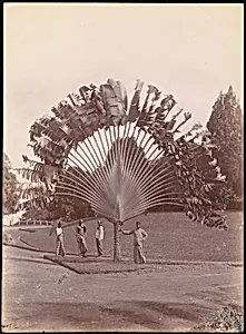 Fan Palm, Singapore by Unknown