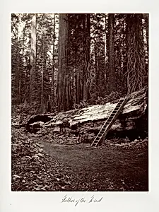 Father of the Forest by Carleton E. Watkins
