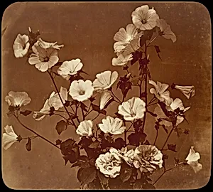 [Flower Study, Rose of Sharon]