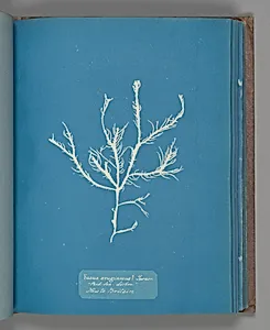 Fucus æruginosus Turner. "Med. Sea Sisbon" New to Britain. by Anna Atkins