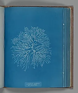 Gelidium corneum, var. pinnatum