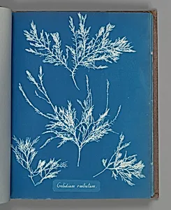 Gelidium rostratum