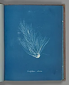 Griffithsia setacea