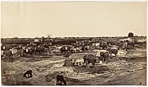[Hatti Kana-The Elephant Camp] by Unknown
