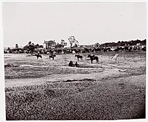 [Herd of Horses]. Brady album, p. 123 by Unknown|Mathew B. Brady