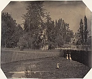 [Heron Pond, Zoological Gardens, Brussels] by Louis-Pierre-Théophile Dubois de Nehaut
