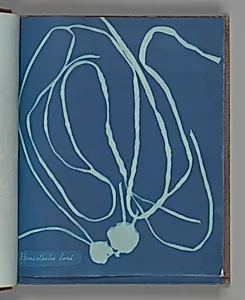 Himanthalia lorea by Anna Atkins