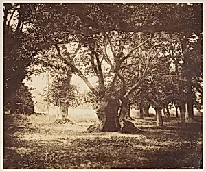 Hollow Oak Tree, Fontainebleau by Gustave Le Gray