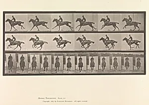 [Horse and Rider Galloping]