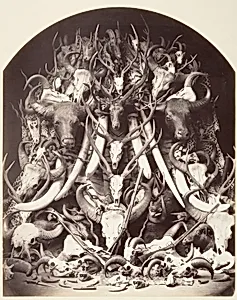 Hunting Trophies by Unknown
