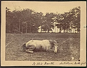 Is This Death - Antietam Battlefield, September 1862 by Alexander Gardner