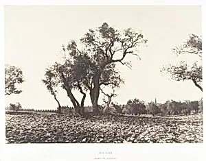 Jérusalem, Chemin de Naplouse by Auguste Salzmann|Imprimerie photographique de Blanquart-Évrard, à Lille