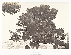 Jérusalem, Pins du Couvent arménien by Auguste Salzmann|Imprimerie photographique de Blanquart-Évrard, à Lille