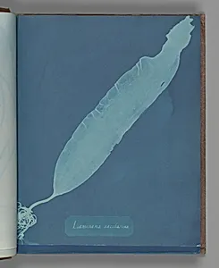 Laminaria saccharina by Anna Atkins