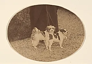 Les Chiens by Pierre-Louis Pierson